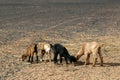 Young goats at a Berber nomad camp in the Sahara Desert in Morocco