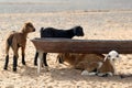 Young goats at a Berber nomad camp in the Sahara Desert in Morocco