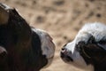 young goats in berlin petting zoo. totally playful Royalty Free Stock Photo