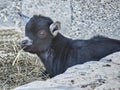 young goats in berlin petting zoo. totally playful Royalty Free Stock Photo