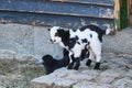 young goats in berlin petting zoo. totally playful Royalty Free Stock Photo