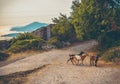 Young goats crossing the walkway in Montenegro. Royalty Free Stock Photo