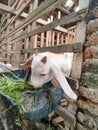 Young goats are eagerly eating grass from the pen