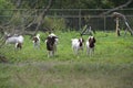 Young goats on farm