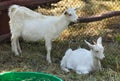 Young goats in a farm Royalty Free Stock Photo