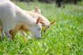 Young goats graze in a meadow in a village on a bright summer sunny day Royalty Free Stock Photo