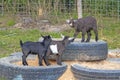 Young goats playing on tires Royalty Free Stock Photo