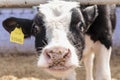 Young goby close-up. Animal breeding in agriculture. Bull`s gaze. Cow in the pen. Bull face. Close-up Royalty Free Stock Photo