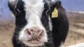 Young goby close-up. Animal breeding in agriculture. Bull`s gaze. Cow in the pen. Bull face. Close-up Royalty Free Stock Photo