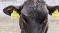 Young goby close-up. Animal breeding in agriculture. Bull`s gaze. Cow in the pen. Bull face. Close-up Royalty Free Stock Photo