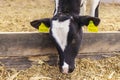 Young goby close-up. Animal breeding in agriculture. Bull`s gaze. Cow in the pen. Bull face. Close-up