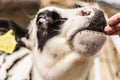 Young goby close-up. Animal breeding in agriculture. Bull`s gaze. Cow in the pen. Bull face. Close-up