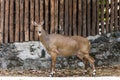 young goitered gazelle looking suspicious in Chiangmai Zoo , Thailand Royalty Free Stock Photo