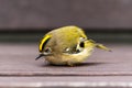 The young golden-crowned kinglet fell asleep on a bench Royalty Free Stock Photo