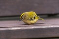 The young golden-crowned kinglet fell asleep on a bench Royalty Free Stock Photo