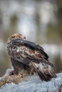 A young golden eagle in gorgeous mountain terrain Royalty Free Stock Photo