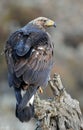 Young golden eagle in his landlord watching Royalty Free Stock Photo