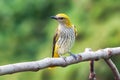 Young golden oriole on a fig tree