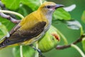 Young golden oriole and half eaten fig fruit.