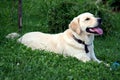 Young golden retriever Royalty Free Stock Photo