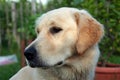 Young golden retriever Royalty Free Stock Photo