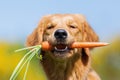 Young golden retriever with a carrot Royalty Free Stock Photo