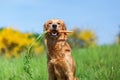 Young golden retriever with a carrot Royalty Free Stock Photo