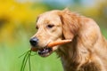 Young golden retriever with a carrot Royalty Free Stock Photo