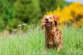 Young golden retriever with a carrot Royalty Free Stock Photo