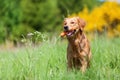 Young golden retriever with a carrot Royalty Free Stock Photo