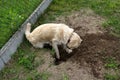 A young golden retriever is digging a big hole in the grass in the garden. Royalty Free Stock Photo