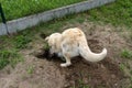 A young golden retriever is digging a big hole in the grass in the garden. Royalty Free Stock Photo