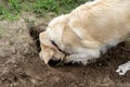 A young golden retriever is digging a big hole in the grass in the garden. Royalty Free Stock Photo