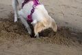 Young golden retriever dog digging a hole in the sand Royalty Free Stock Photo