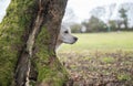 Young golden retriever dog peeking from behind a large tree in a grass park