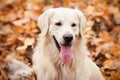 Young golden retriever dog Royalty Free Stock Photo