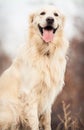 Young golden retriever dog Royalty Free Stock Photo