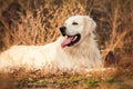 Young golden retriever dog Royalty Free Stock Photo