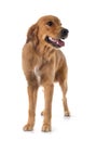 Young golden retriever Royalty Free Stock Photo