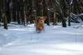 A Dog playing in the snow