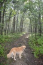 Golden retriever beginning a walk in the woods.