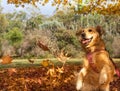 A young Golden Retriever playing and jumping in the autumn leaves Royalty Free Stock Photo