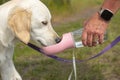 Golden retriever puppy drinking water out of on a bottle on a hot day Royalty Free Stock Photo