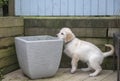 Young Golden retriever puppy exploring in the garden Royalty Free Stock Photo