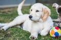 Young golden retriever puppy rest near a colorful ball Royalty Free Stock Photo