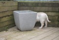 Young Golden retriever puppy sniffing and exploring in the garden Royalty Free Stock Photo