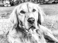 Young golden retriever is relaxing on grass in the park. Sweet retriever sitting