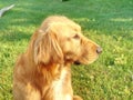 Young golden retriever is relaxing on grass in the park. Sweet retriever sitting