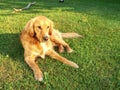 Young golden retriever is relaxing on grass in the park. Sweet retriever sitting