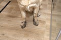 Young golden retriever sitting in the shower on ceramic tiles with dirty paws.